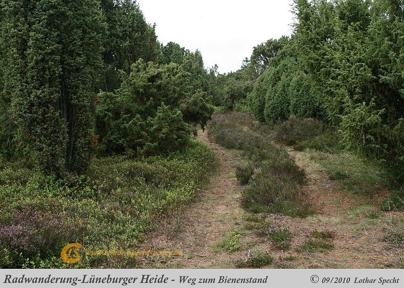028-Lueneburger_Heide-2010_09_11.jpg