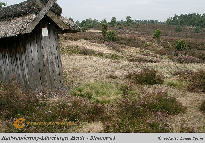 029-Lueneburger_Heide-2010_09_11.jpg