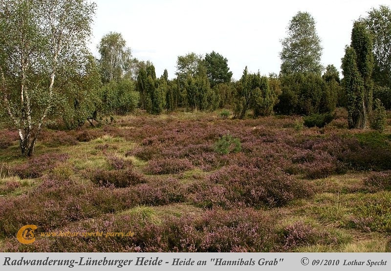 034-Lueneburger_Heide-2010_09_12.jpg