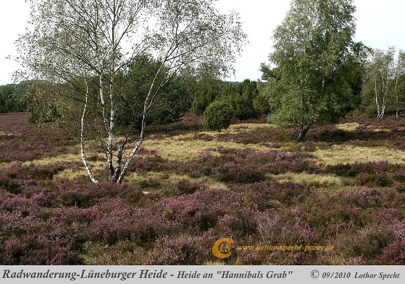 038-Lueneburger_Heide-2010_09_12.jpg
