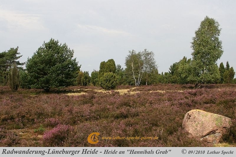 042-Lueneburger_Heide-2010_09_12.jpg