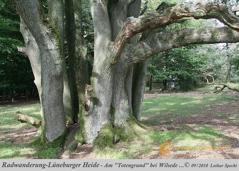 053-Lueneburger_Heide-2010_09_11.jpg