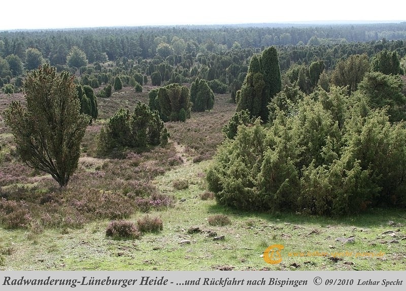 055-Lueneburger_Heide-2010_09_11.jpg