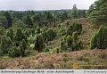 004Lueneburger_Heide-2010_09_11