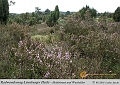 021-Lueneburger_Heide-2010_09_11