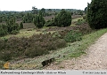 022-Lueneburger_Heide-2010_09_11