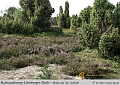 026-Lueneburger_Heide-2010_09_12