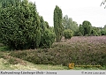 027-Lueneburger_Heide-2010_09_11