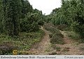 028-Lueneburger_Heide-2010_09_11