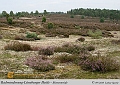 030-Lueneburger_Heide-2010_09_11