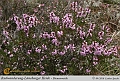 032-Lueneburger_Heide-2010_09_11