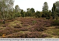 034-Lueneburger_Heide-2010_09_12