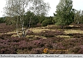 038-Lueneburger_Heide-2010_09_12