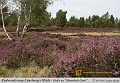 039-Lueneburger_Heide-2010_09_12