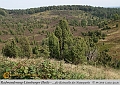 048-Lueneburger_Heide-2010_09_11
