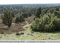 055-Lueneburger_Heide-2010_09_11