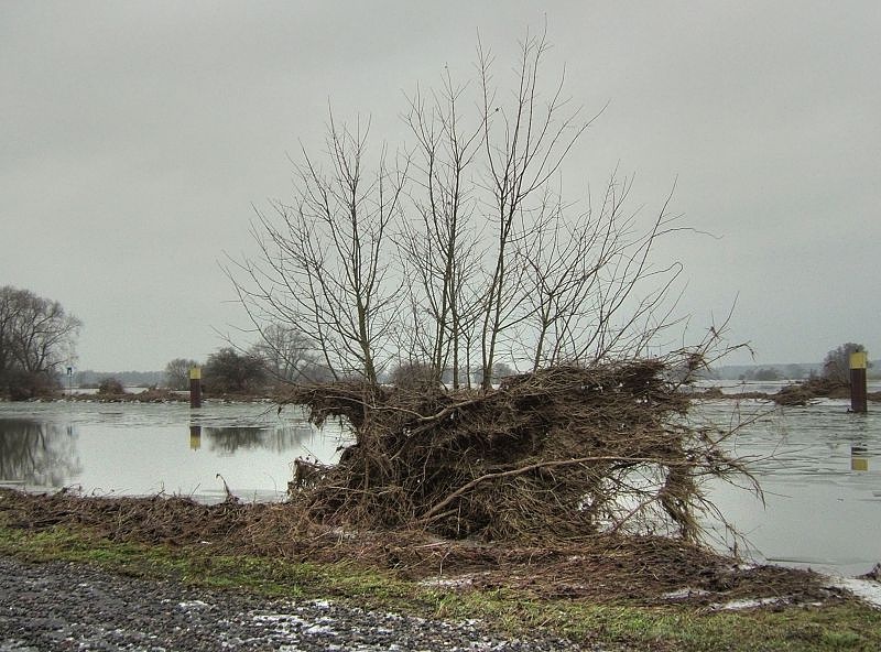 2011_02_02-002-Parey-An_der_Elbe-Winter-Hochwasser.jpg