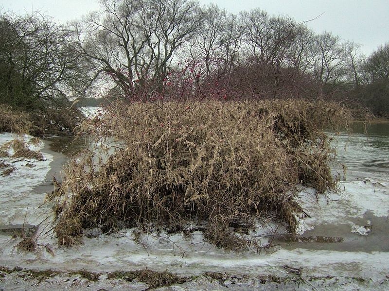 2011_02_02-020-Parey-An_der_Elbe-Winter-Hochwasser.jpg