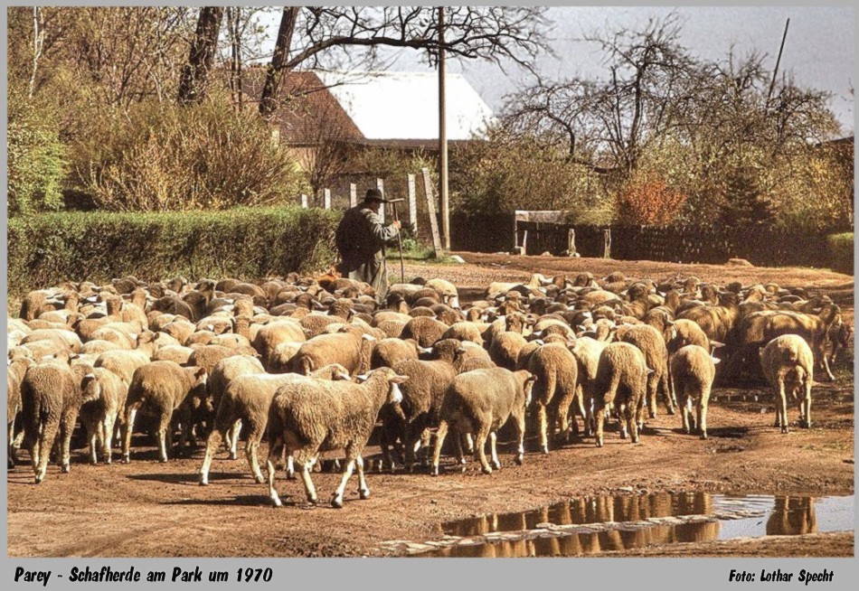 015-Parey-Am_Park-Schafherde-um1970.jpg
