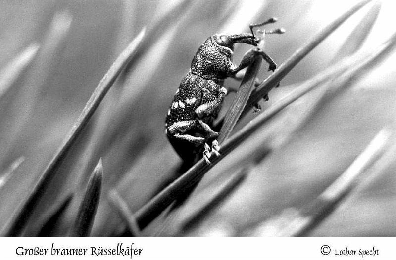 Grosser-brauner-Ruesselkaefer.jpg