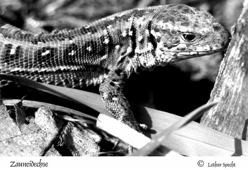 Zauneidechse-web.jpg
