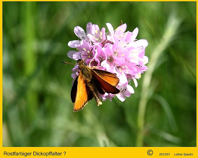 010-Rostfarbiger_Dickopffalter-2012_07_08-004.JPG