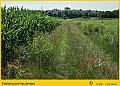 018-Feldweg-Mais-Blumen-2012_07_08