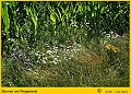 021-Feldweg-Mais-Blumen-2012_07_08