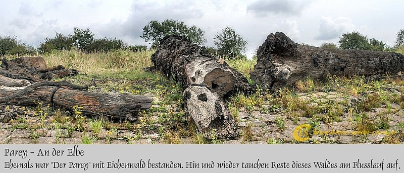 Parey-Elbe-Wassereichen-2012_08_31-001.jpg