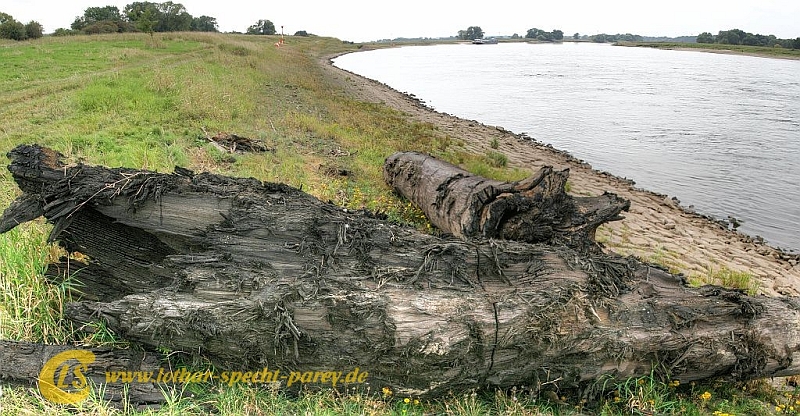 Parey-Elbe-Wassereichen-2012_08_31-005.jpg