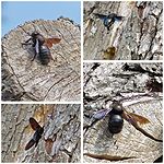 Holzbienen am alten Birnbaum