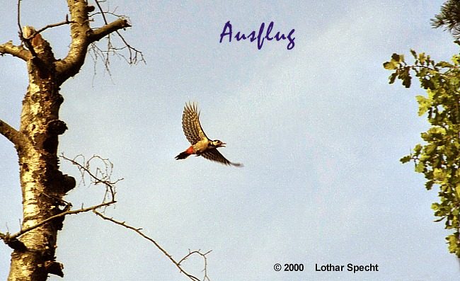 Buntspecht beim Abflug